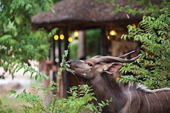 Motswari Private Game Reserve - Timbavati 클라세리 프라이빗 네이처 리저브 외부 사진